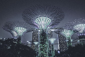 Gardens by the Bay Supertrees and Marina Bay Sands at Night