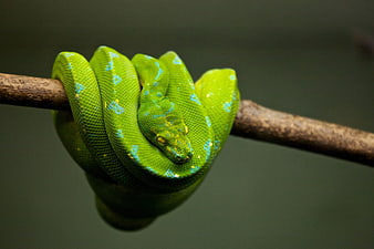 Green Tree Python Coiled on Branch