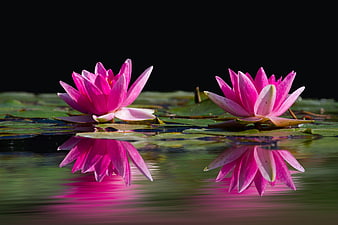 Pink Water Lilies with Reflections on Dark Pond