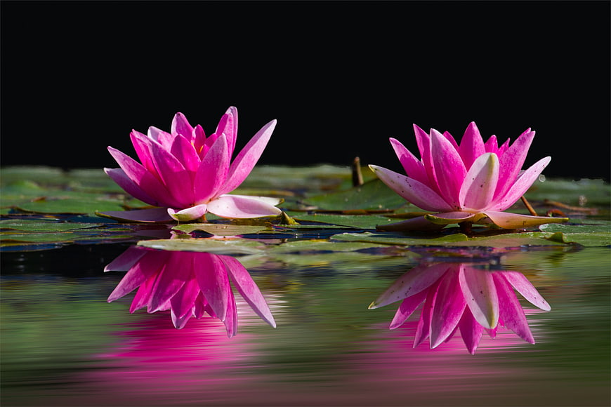 Pink Water Lilies with Reflections on Dark Pond