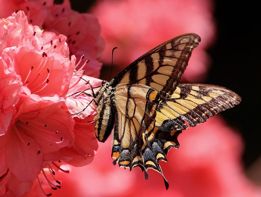 Eastern Tiger Swallowtail Butterfly on Pink Azalea Flower