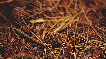 Close-up of pine cones and needles on forest floor
