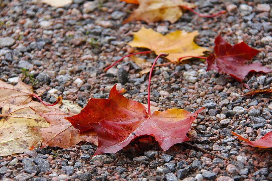 Wet Red and Yellow Maple Leaves on Gravel Path