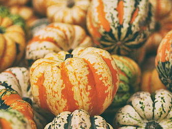 Colorful Heirloom Pumpkins and Squash Close Up