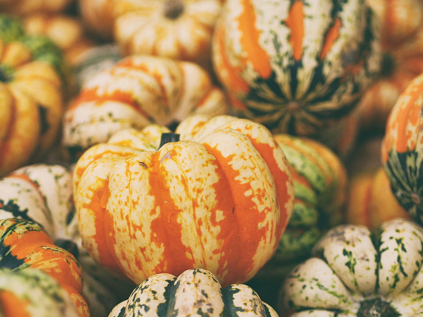 Colorful Heirloom Pumpkins and Squash Close Up