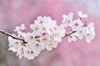 Close-up of delicate white and pink cherry blossoms on a branch