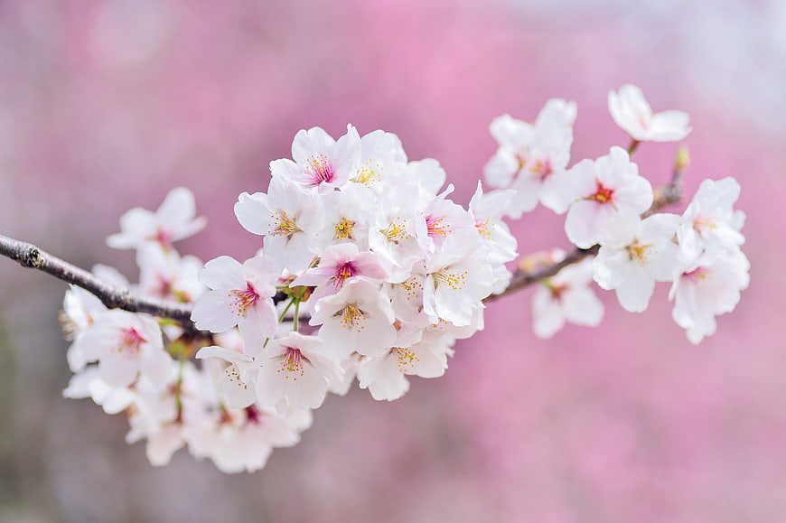 Close-up of delicate white and pink cherry blossoms on a branch