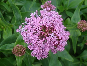 Close-up of vibrant pink phlox flower in garden