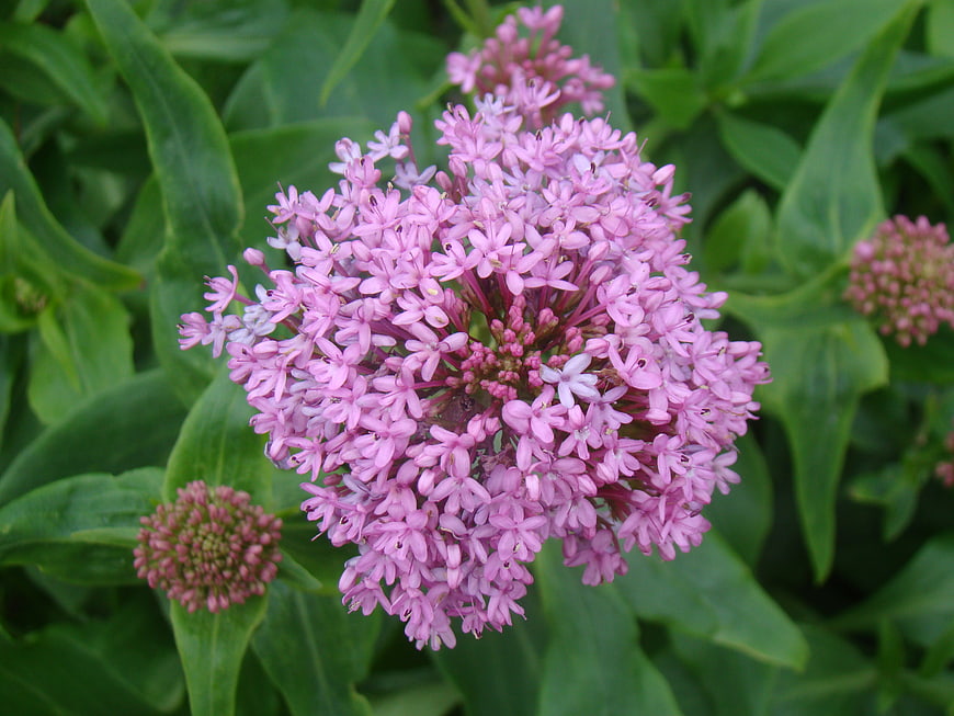 Close-up of vibrant pink phlox flower in garden