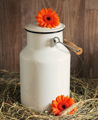 Vintage White Milk Can with Orange Gerberas on Hay