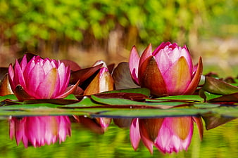 Pink Water Lilies Blooming on a Pond with Reflections