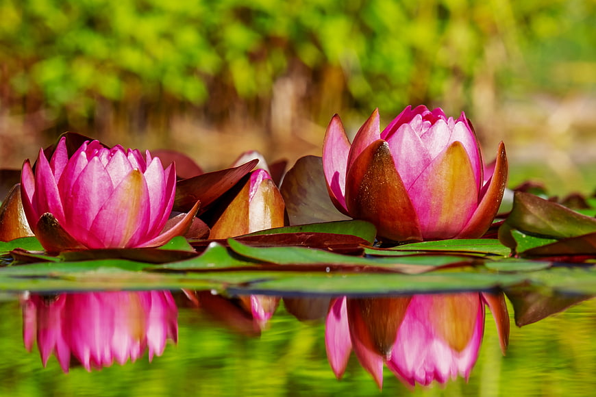 Pink Water Lilies Blooming on a Pond with Reflections