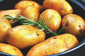 Fresh Yellow Potatoes with Rosemary Sprig in Bowl