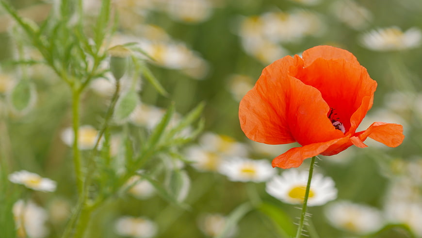 Vibrant Red Poppy Flower in a Green Meadow