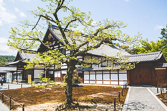 Traditional Japanese Temple with Spring Tree