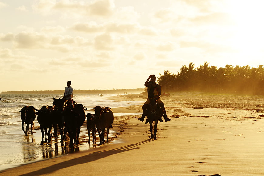 Silhouettes of men riding bulls on a golden beach at sunset