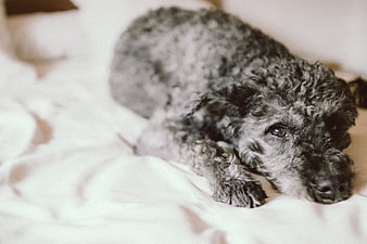 Grey Poodle Puppy Lying on White Bed Sheets