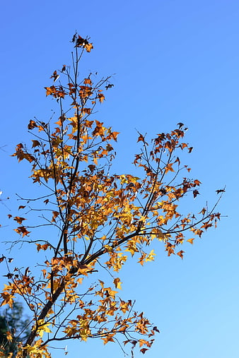 Autumn Maple Tree Branches Against Blue Sky