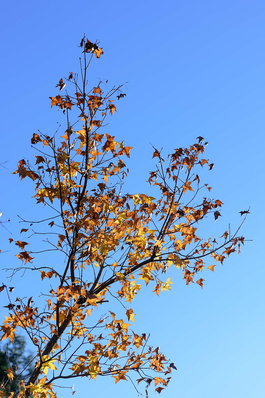 Autumn Maple Tree Branches Against Blue Sky