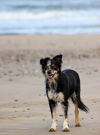 Wet Tri-Color Border Collie Standing on Sandy Beach