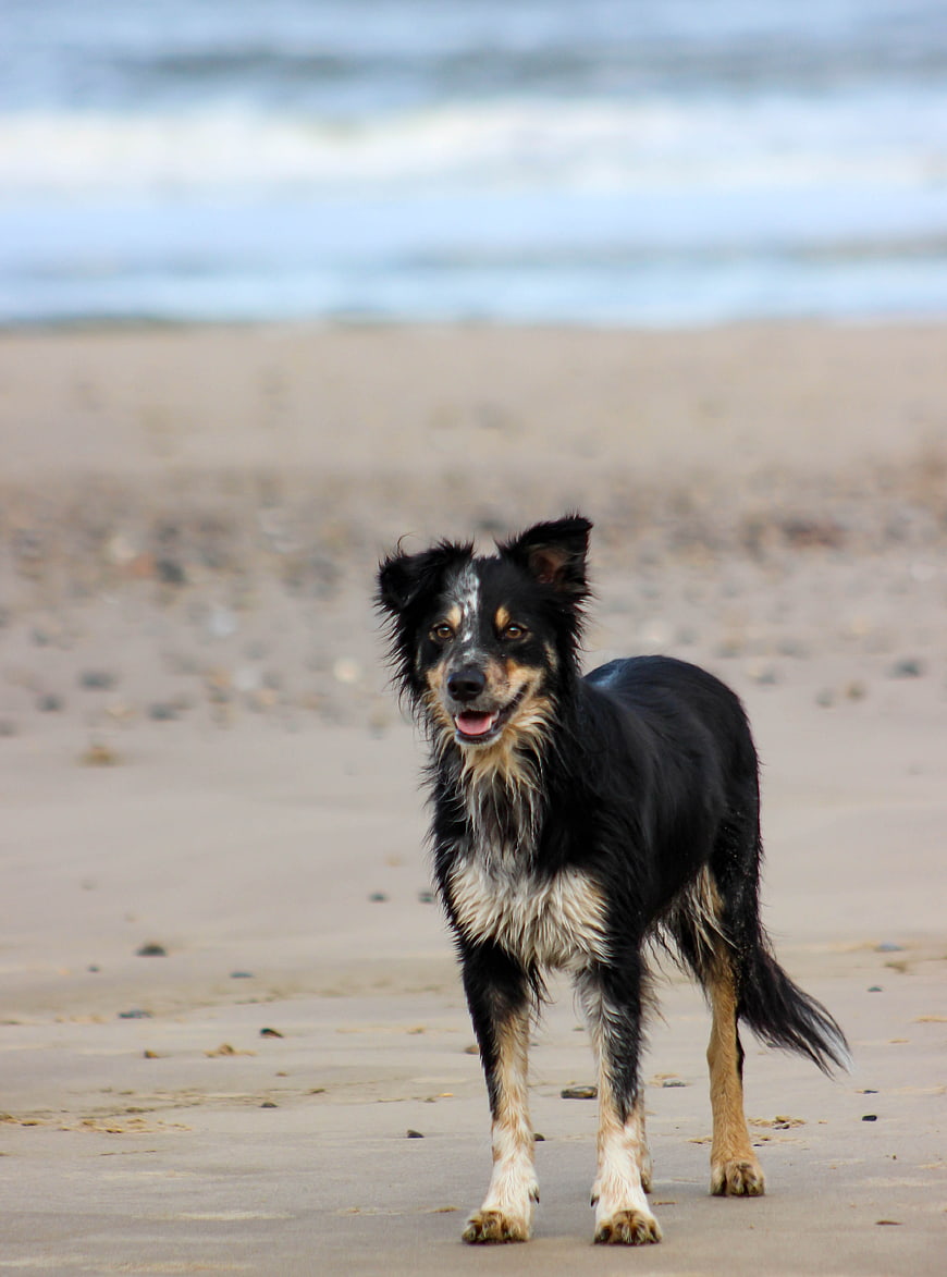 Wet Tri-Color Border Collie Standing on Sandy Beach