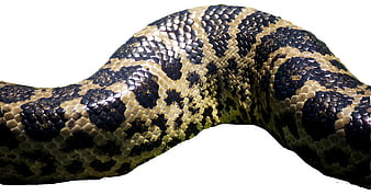 Close-up of Python Snakeskin Scales Pattern