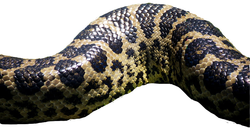 Close-up of Python Snakeskin Scales Pattern
