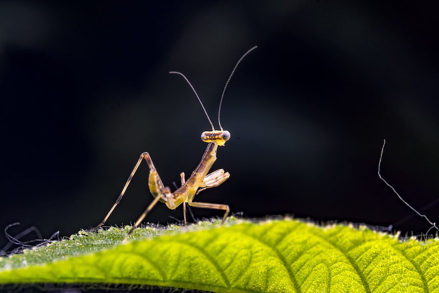 Macro close-up of a small praying mantis on a green leaf