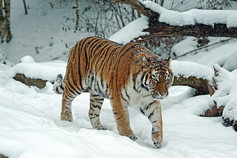 Amur Tiger Walking Through Deep Snow in Winter Forest