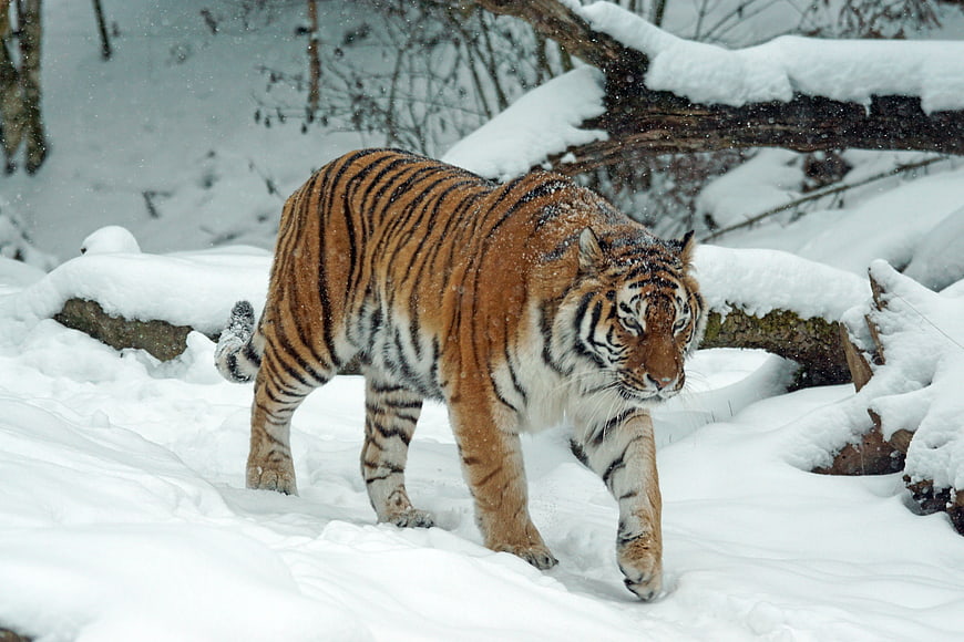 Amur Tiger Walking Through Deep Snow in Winter Forest