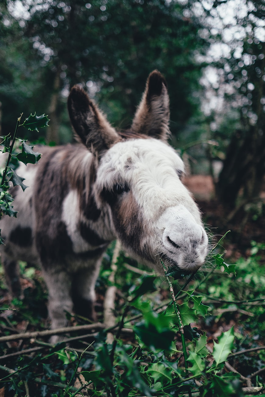 Cute spotted donkey eating holly in forest
