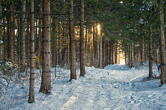 Sunlit Winter Forest Path With Snowy Ground And Tall Pine Trees