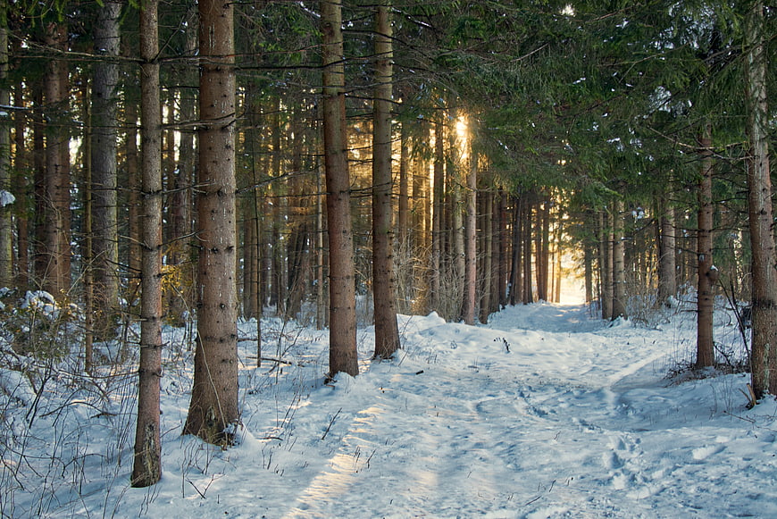 Sunlit Winter Forest Path With Snowy Ground And Tall Pine Trees
