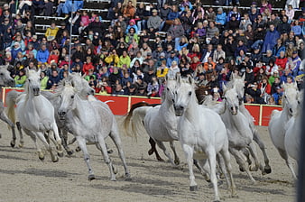 White Arabian Stallions Galloping in Parade