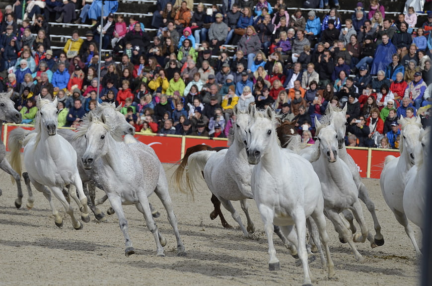 White Arabian Stallions Galloping in Parade