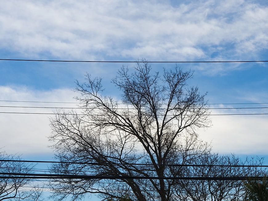 Silhouette of Bare Tree Branches Against Blue Sky