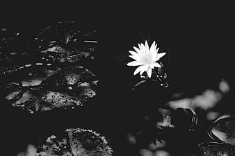 Black and white water lily flower on dark pond