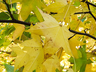 Close-up of yellow maple leaves on a branch in autumn