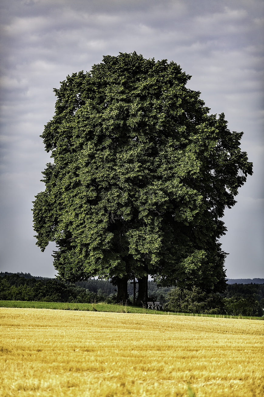 Lone Oak Tree in Golden Harvested Field