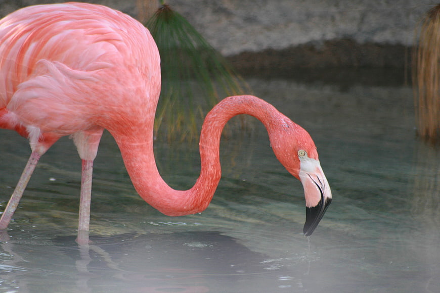 Pink Flamingo Drinking Water in Natural Habitat