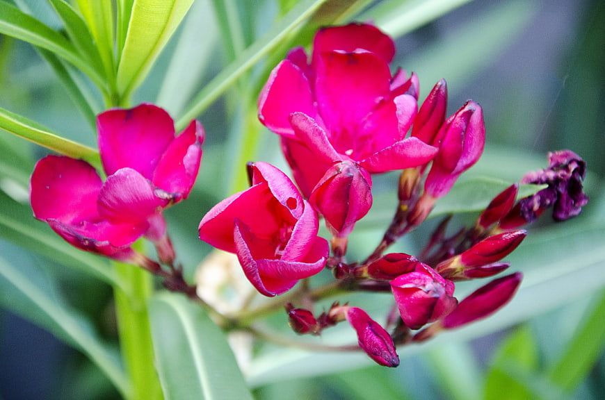 Vibrant Pink Oleander Flowers with Green Leaves