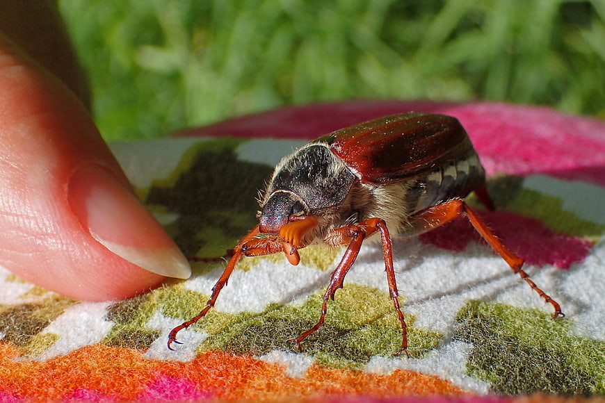 Close-up of Cockchafer Beetle on Finger