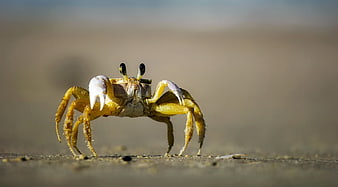 Close-up of a yellow crab on sandy beach