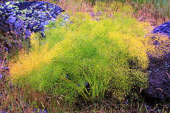 Vibrant Yellow and Green Dill Plant Growing Between Rocks