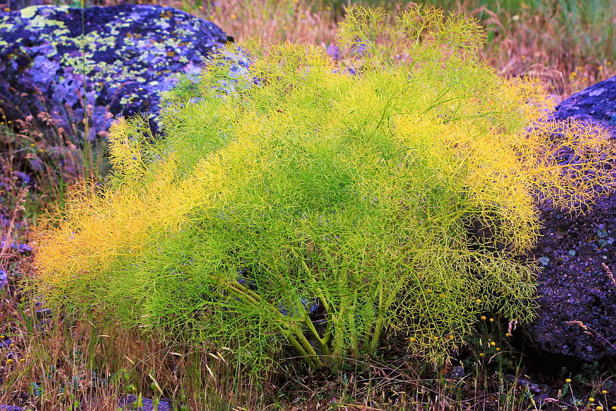 Vibrant Yellow and Green Dill Plant Growing Between Rocks