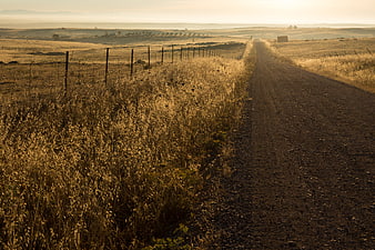 Golden Sunrise on Rural Dirt Road Through Dry Grassland