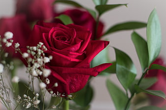 Close-up of a vibrant red rose with baby's breath