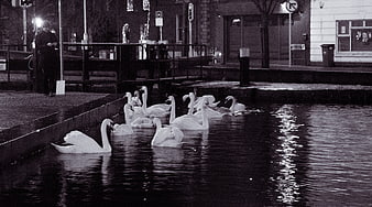 Mute Swans Swimming In Urban Canal At Night In Dublin