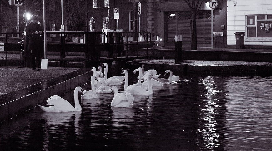 Mute Swans Swimming In Urban Canal At Night In Dublin