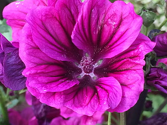 Close-up of vibrant purple geranium flower with detailed petals